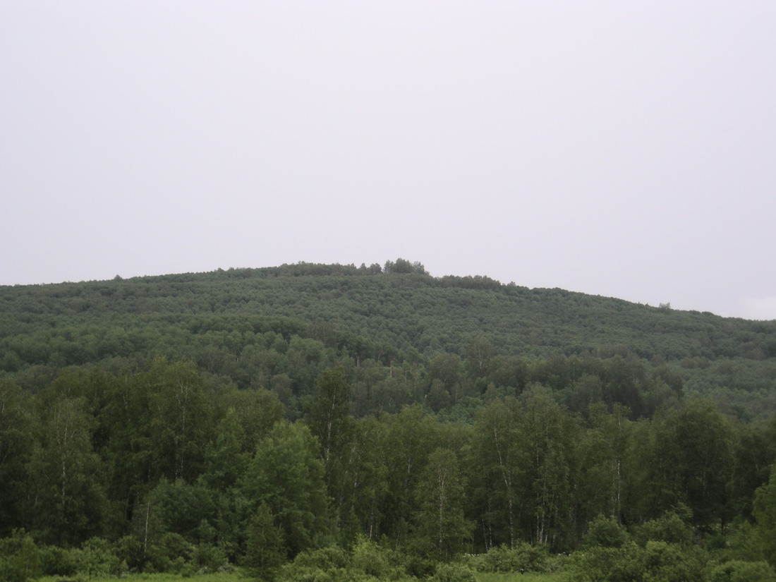 Горный лес Нарыкско-Осташкинской площади